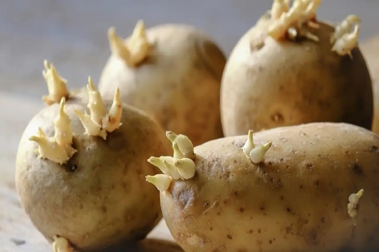 Patates Filizi Zehirli Mi?