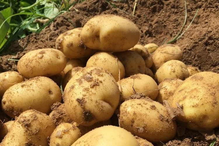  Patates Göz Ağrısına İyi Gelir Mi?