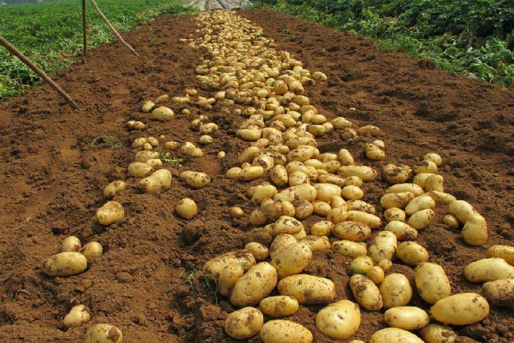 Patates Kaç Günde Çimlenir?