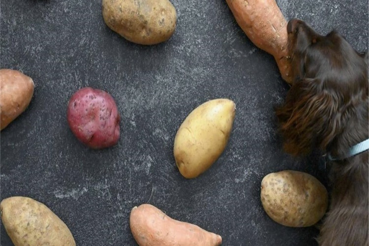 Patates Köpeklere Zararlı Mı?