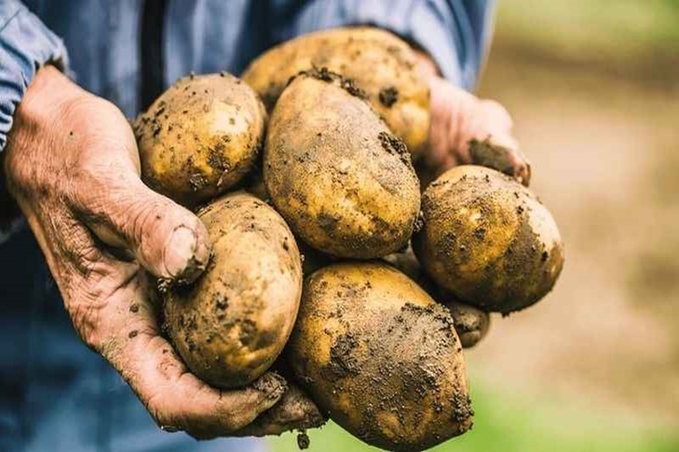 Patates Neden Siyahlaşır?