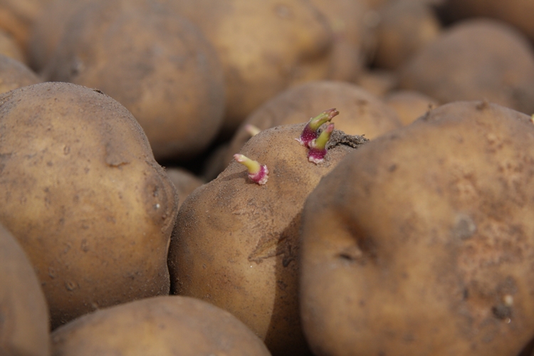 Patates Prostata İyi Gelir Mi?