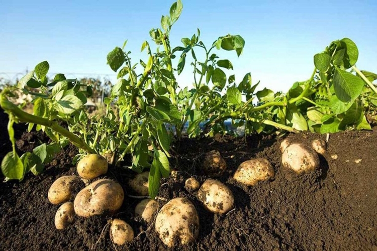 Patates Safraya İyi Gelir Mi?