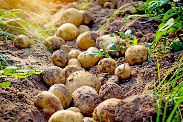 Patates Tarladan Ne Zaman Toplanır?