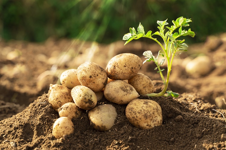 Patates Yaprakları Neden Sararır?