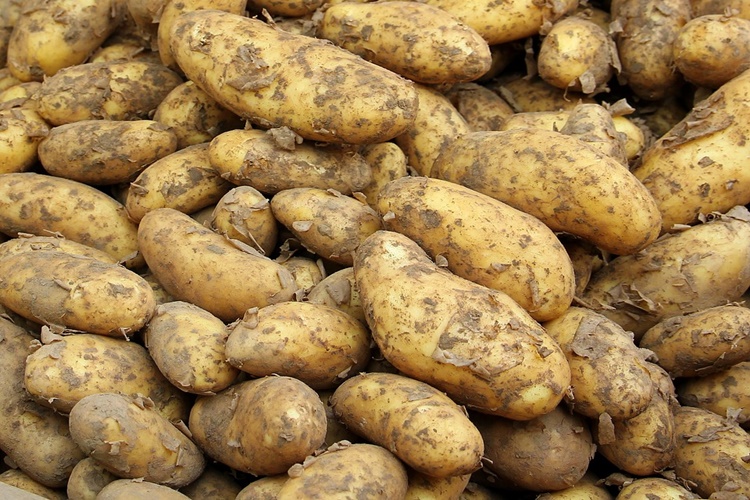 Patates Zehirler Mi?