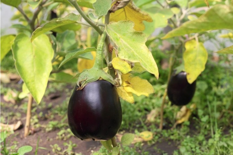 Patlıcan Kaç Günde Çimlenir?