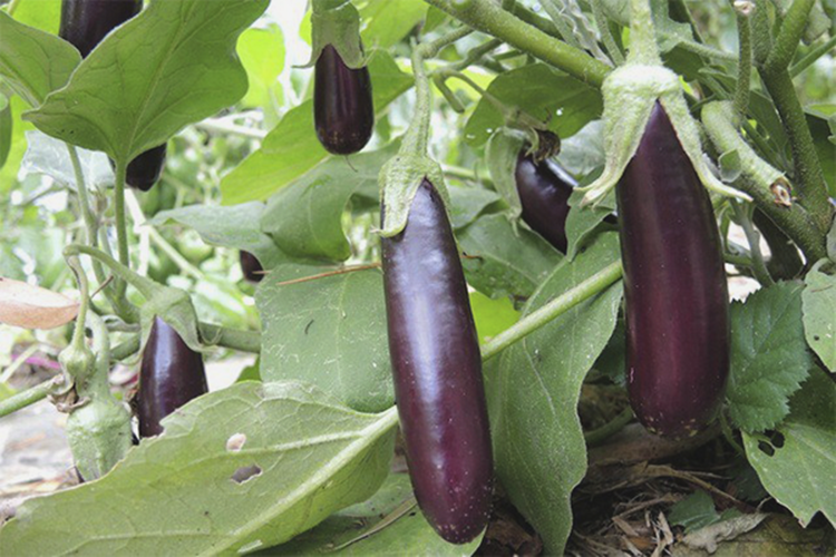 Patlıcan Yetiştirmenin Püf Noktaları
