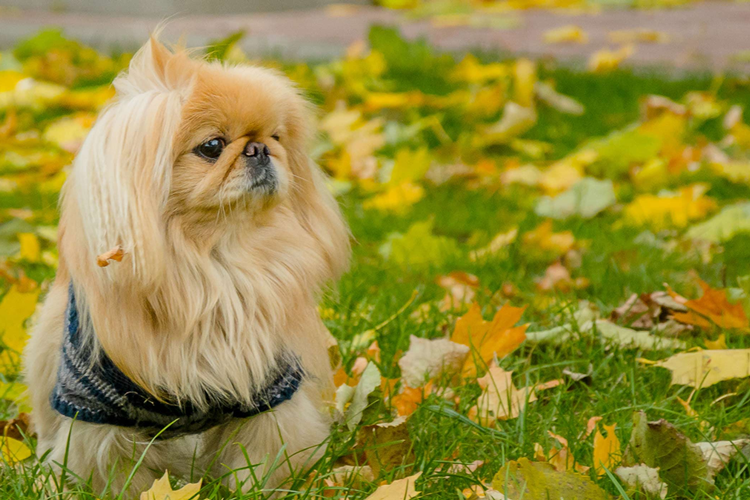 Pekinez Köpek Fiyatı 2023 Ne Kadar?