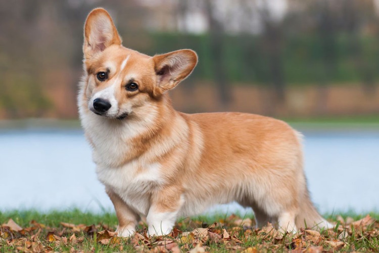 Pembroke Welsh Corgi Köpek Irkı Hakkında Merak Edilenler