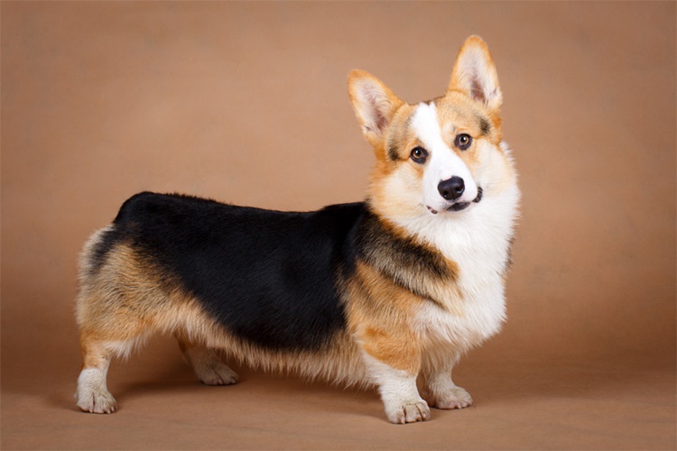 Pembroke Welsh Corgi Köpek İsimleri Nelerdir?