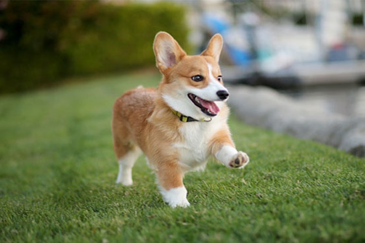 Pembroke Welsh Corgi Köpek Renkleri Nelerdir?