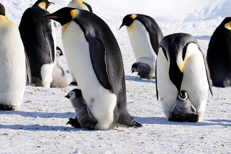 Penguen Doğurur Mu Yumurtlar Mı?
