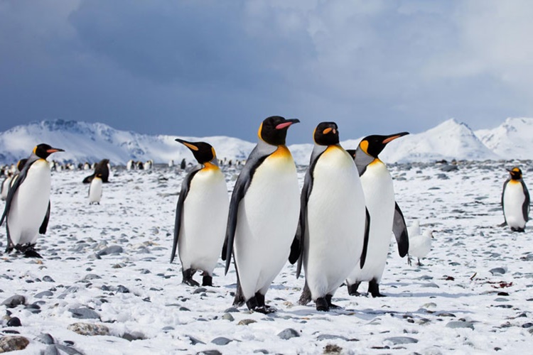 Penguenler İnsanlara Zarar Verir Mi?