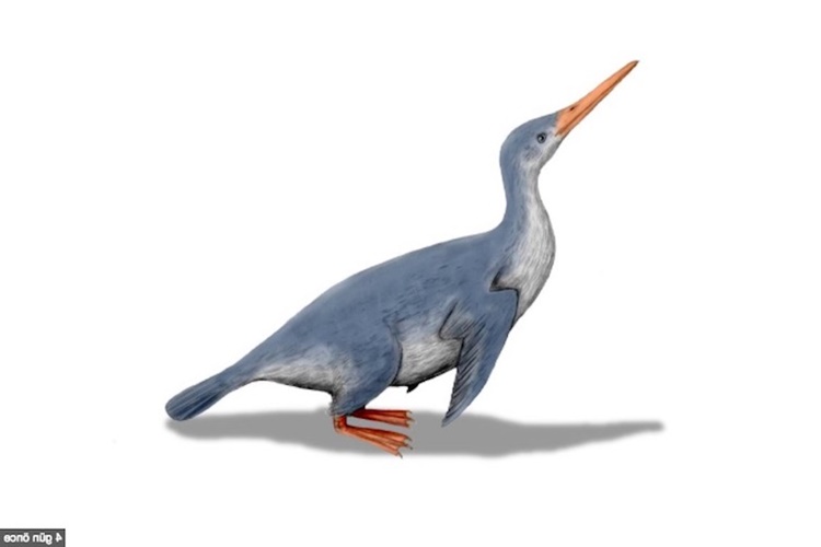 Penguenler Ne Zaman Keşfedildi?