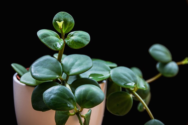 Peperomia Bakımı Nasıl Olur?