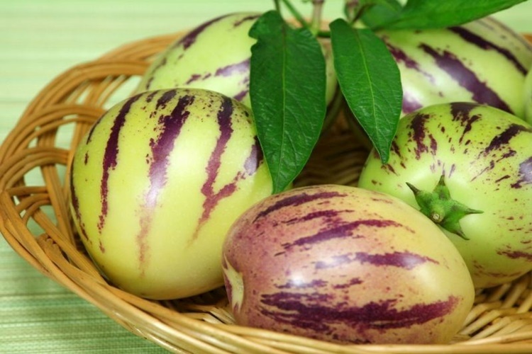 Pepino Bebeklere Verilir Mi?