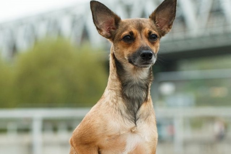 Peru İnka Köpeği Bakımı Nasıl Yapılır?