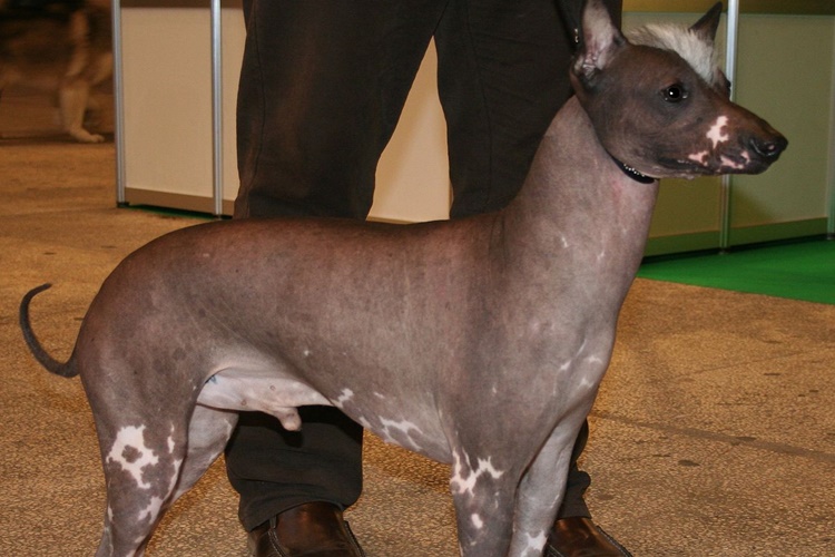 Peru İnka Köpeği Evde Beslenir mi?