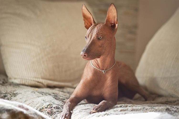 Peru İnka Köpeği Fiyatları Nedir?