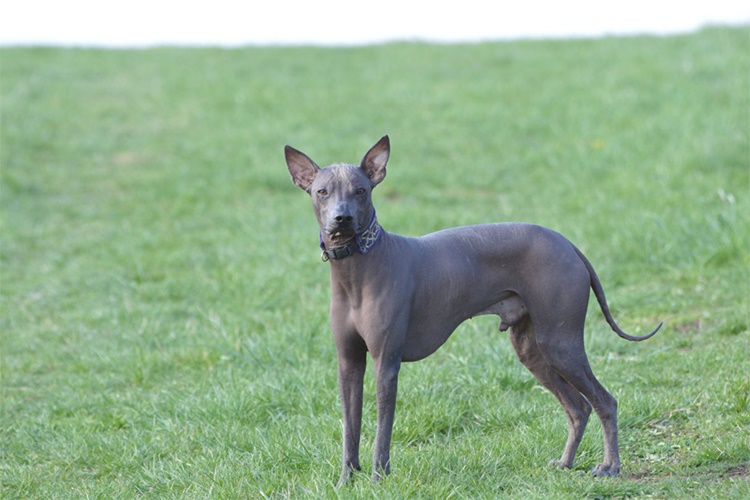 Peru İnka Köpeği İle İlgili Merak Edilenler