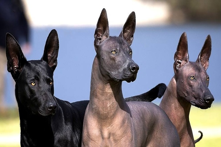 Peru İnka Köpeği Isırığı Zararlı mı?