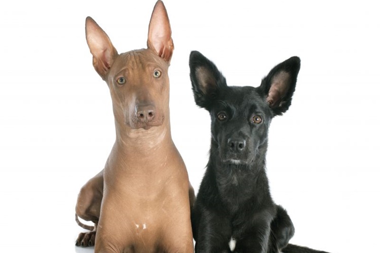 Peru İnka Köpeği Kaç Yıl Yaşar?