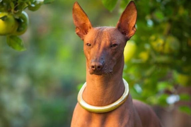 Peru İnka Köpeği Nasıl Çiftleştirilir?