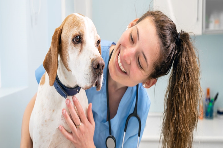 Pet Çekiminden Sonra Banyo Yapılır Mı?