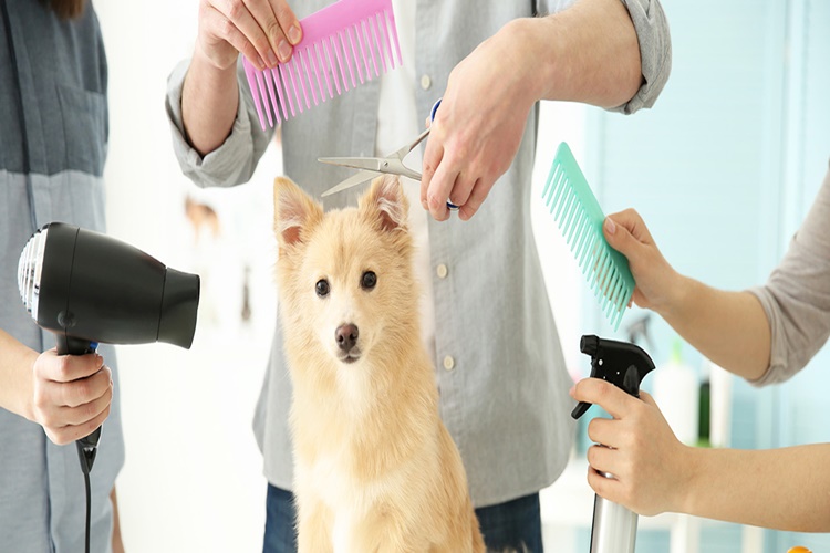 Pet Shop Açmak İçin Veteriner Olmak Gerekir Mi?