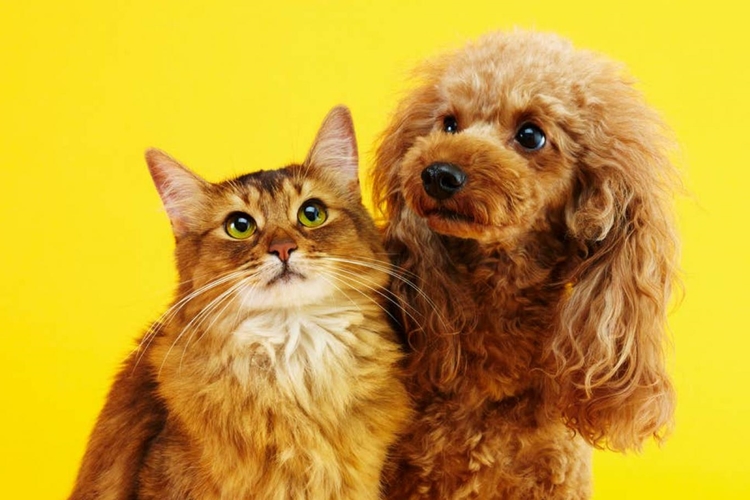 Pet Sonrası Dikkat Edilmesi Gerekenler?