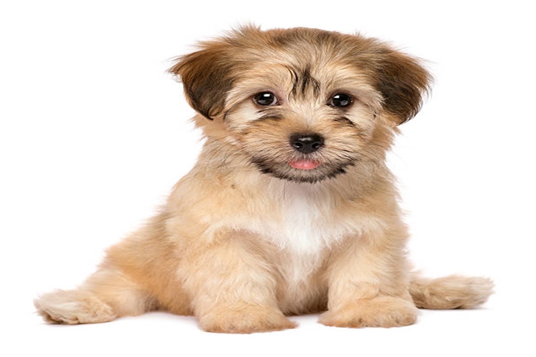 Peynir Köpeklere Zararlı Mı?