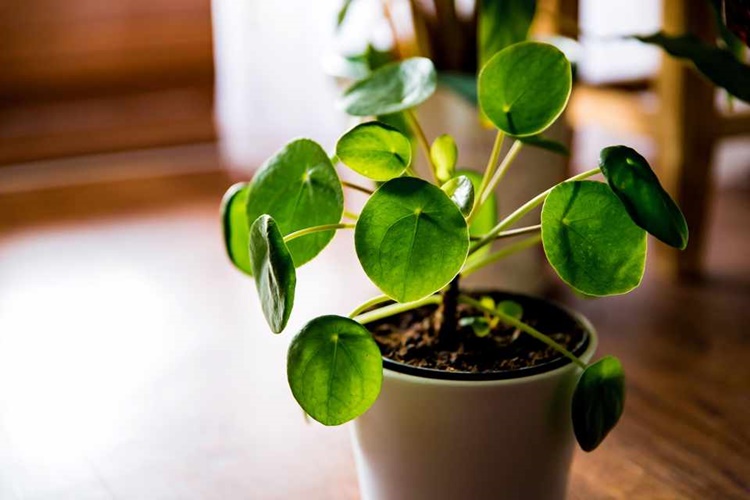 Pilea Yaprakları Neden Sararır?