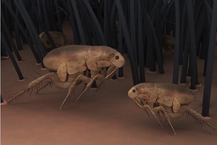 Pire Evde Kaç Gün Yaşar? Güncel Oku