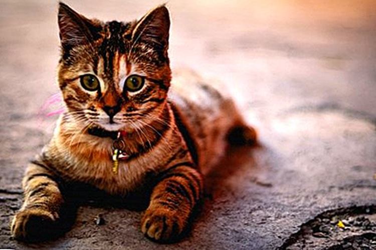 Pire Tasması Kedi İçin Zararlı Mi?