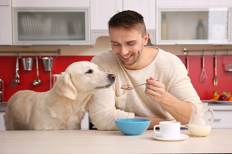  Pirinç Köpeklere Zararlı Mı?