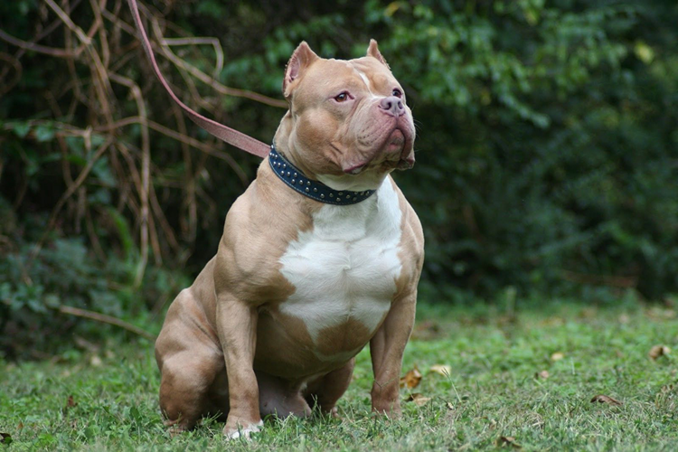 Pitbull Köpek Fiyatı 2023 Ne Kadar?