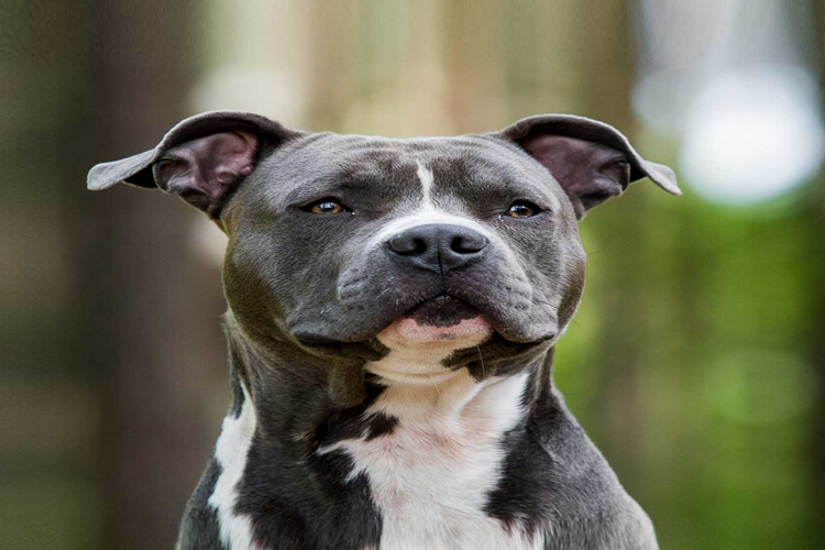 Pitbull Nasıl Eğitilir?