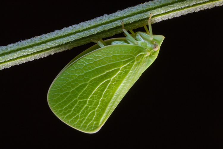 Planthopper Zehirli Mi?