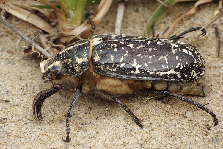 Polyphylla Fullo Zehirli Mi?