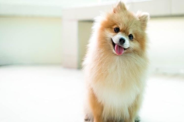 Pomeranian Boo Gebelik Süresi Ne Kadar?