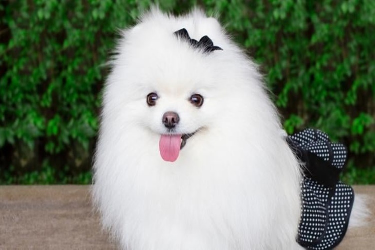 Pomeranian Boo Neden Titrer?