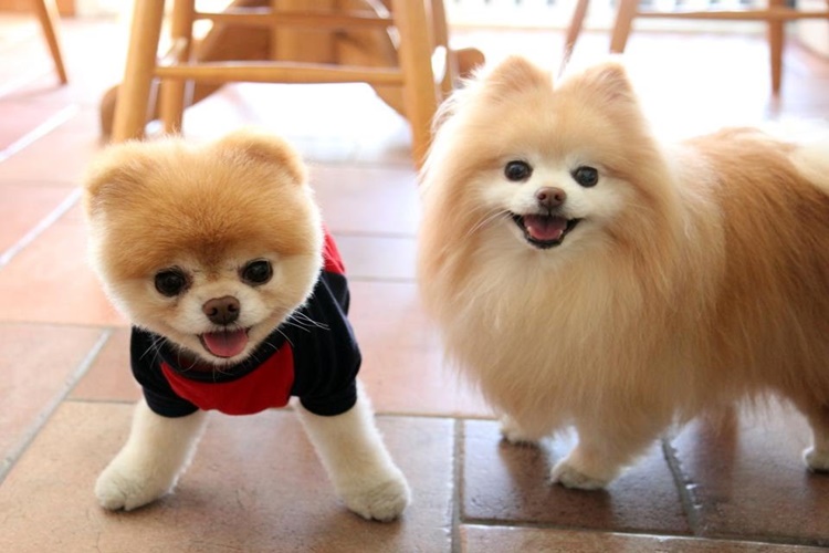 Pomeranian Boo Tüy Döker Mi?