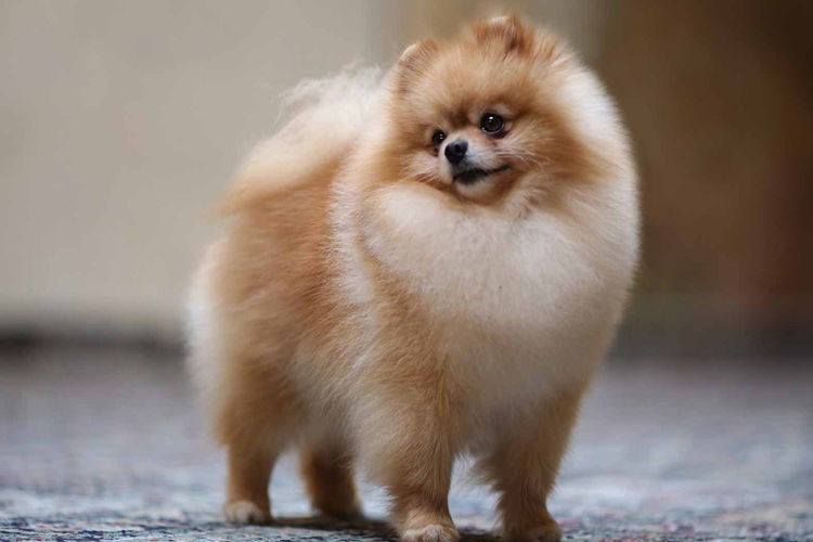Pomeranian Nasıl Eğitilir?