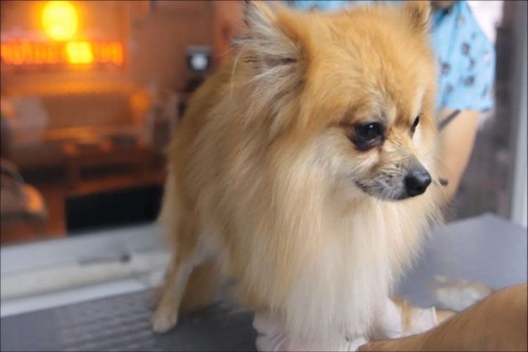 Pomeranian Tüyleri Ne Zaman Kesilir?