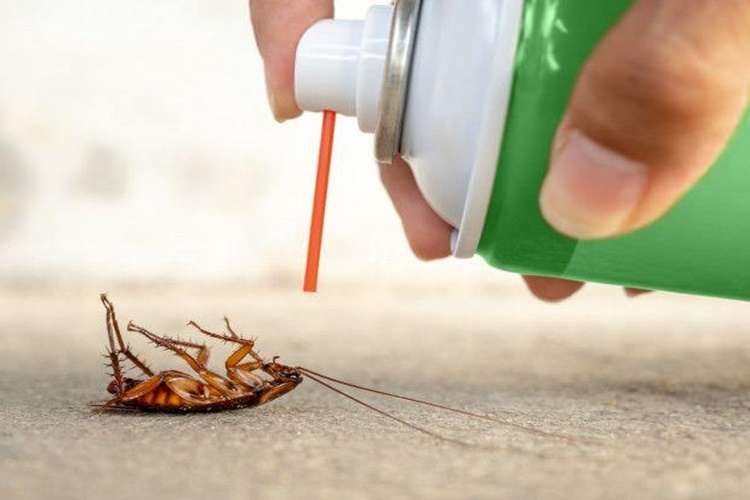 Porçöz Hamam Böceği Öldürür Mü?