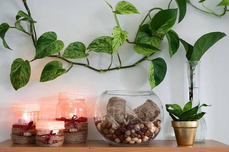 Pothos Sarmaşığı Zehirli Mi?