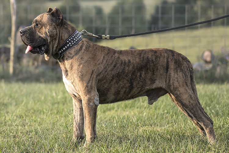 Presa Canario Nasıl Eğitilir?