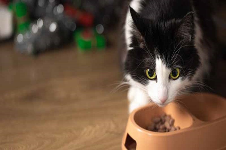 Problan Kedi Maması Tüy Döker Mi?