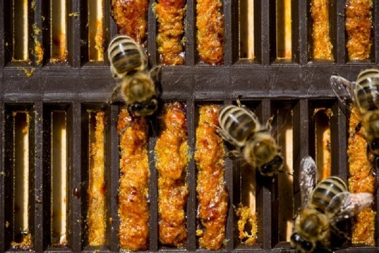 Propolis Izgarası Ne Zaman Kullanılır?